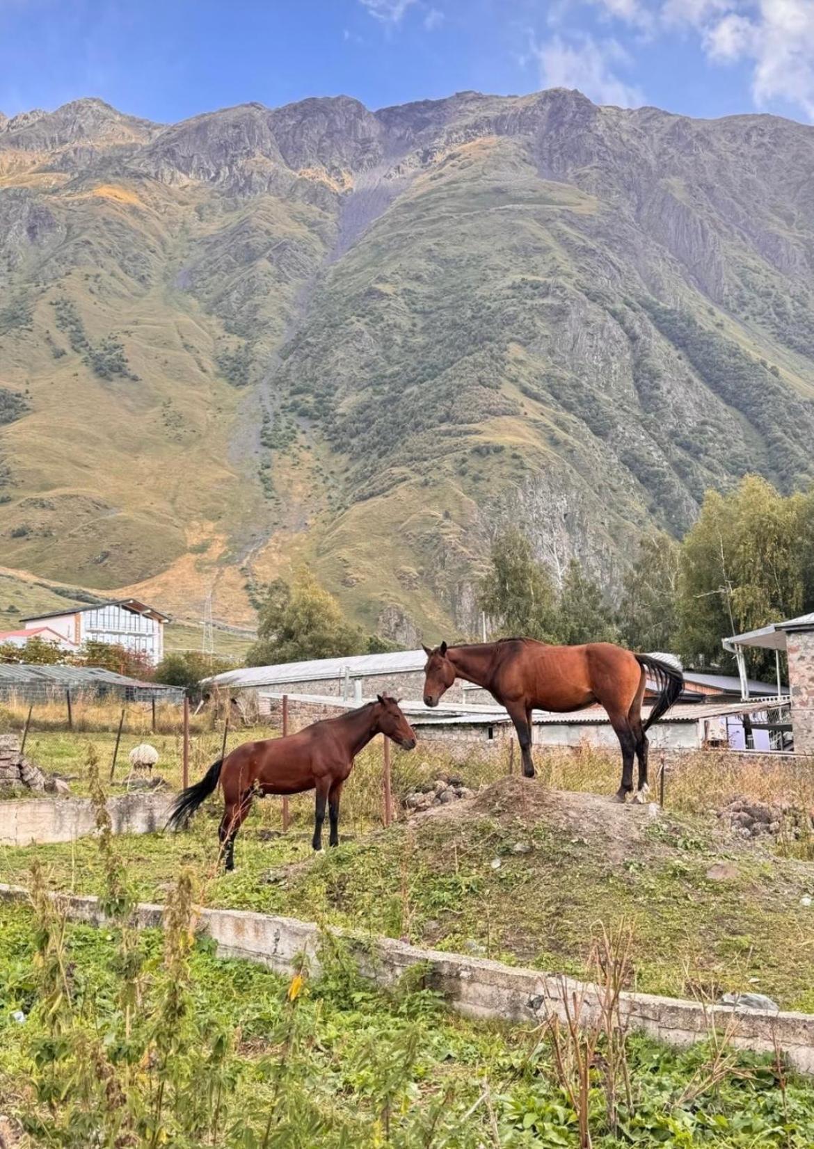 Edelweiss Cottage Kazbegi Eksteriør billede